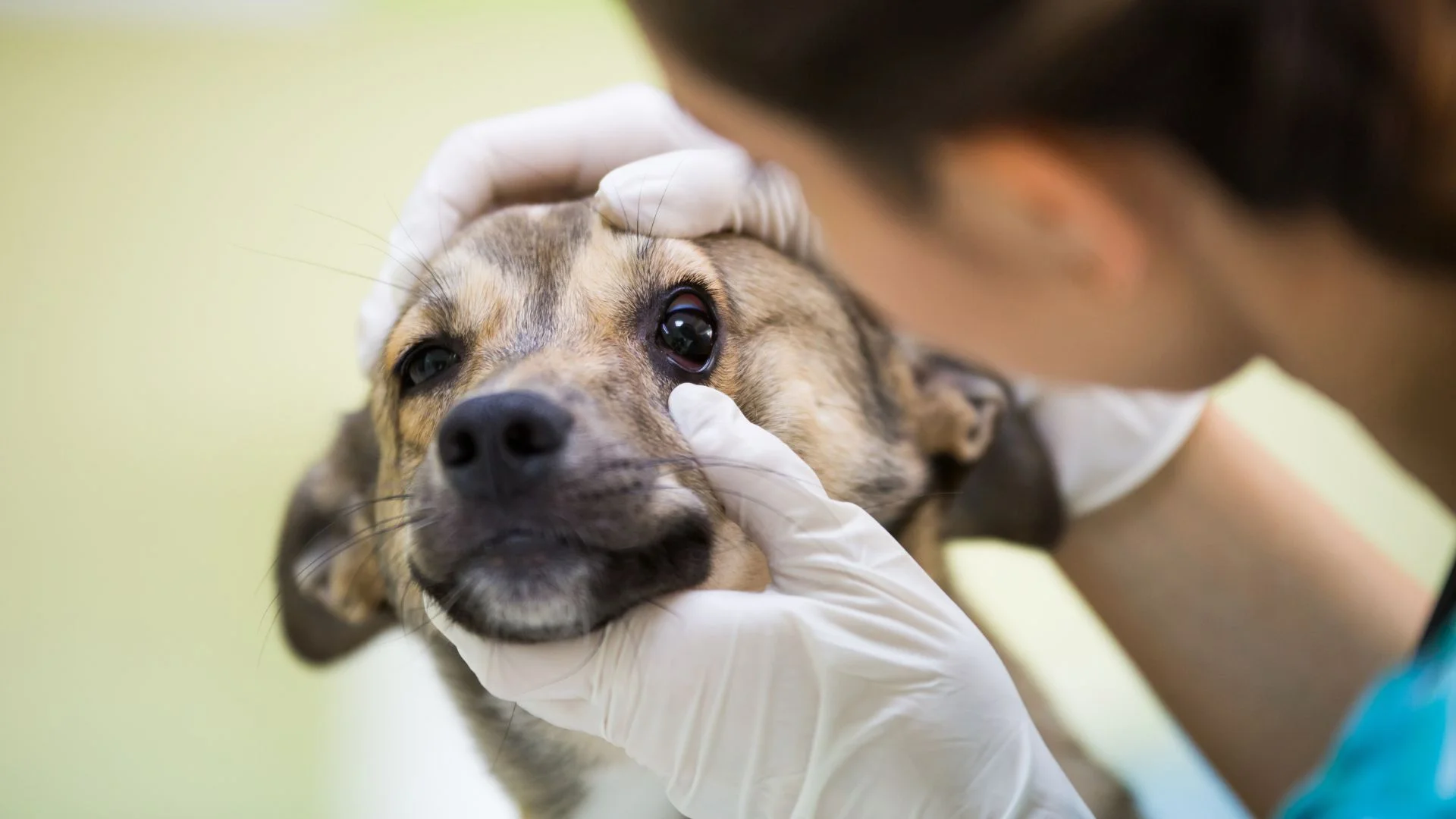 What are the signs of eye infection in puppies