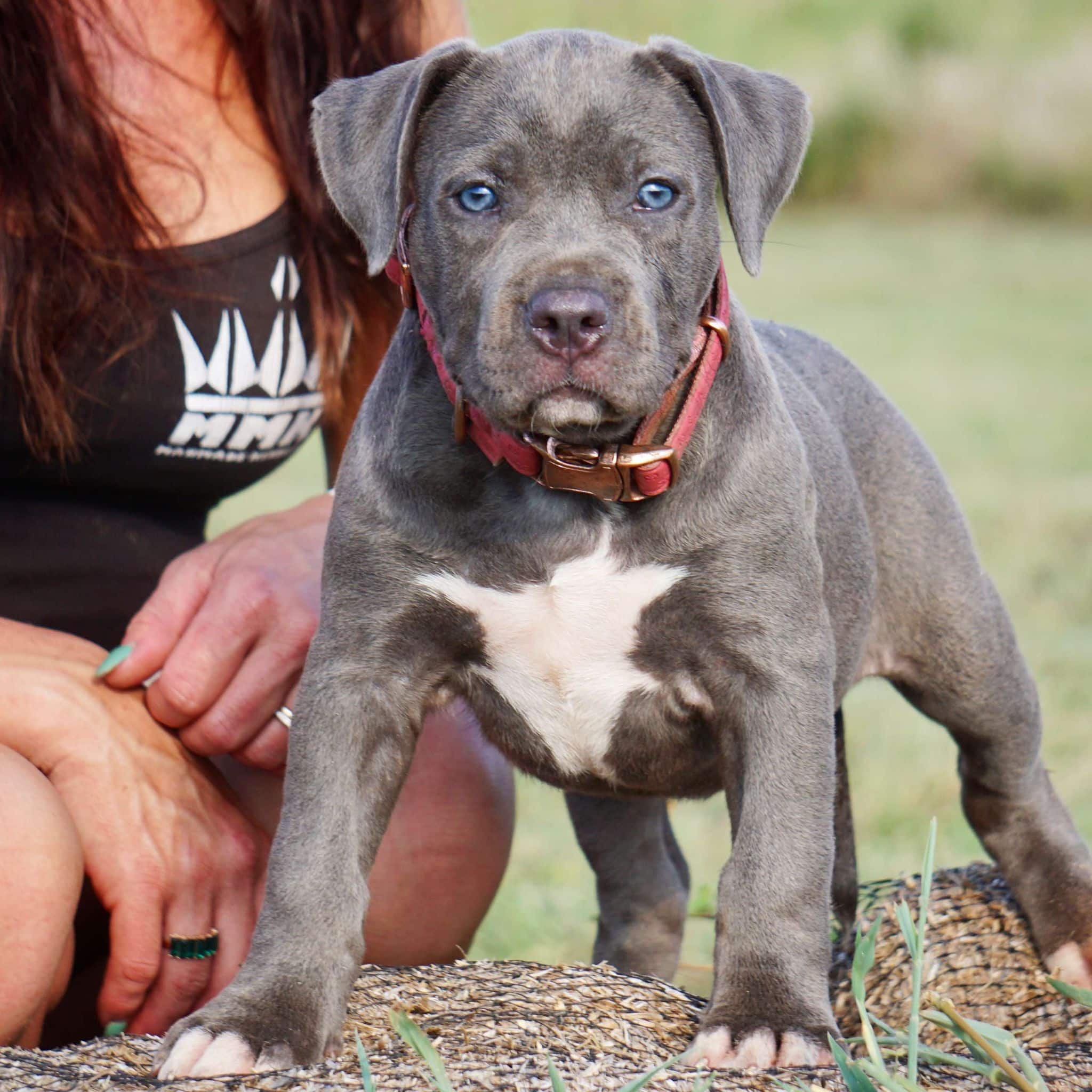 American bully dog breeders