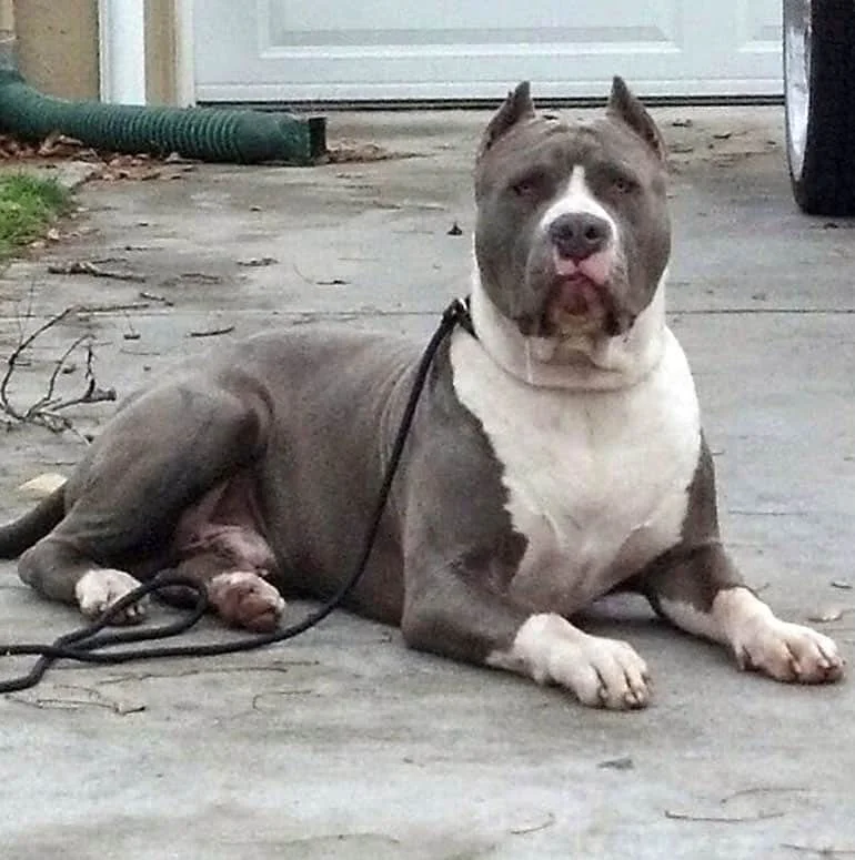 Best Blue Nose XL Pitbull