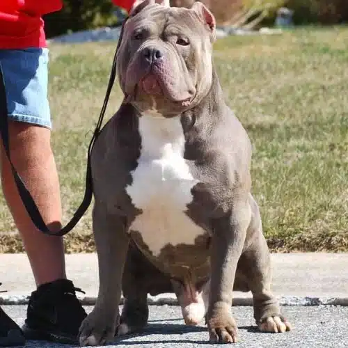 Pitbull bully dog