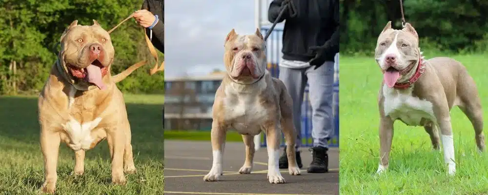 XL Pitbull Terrier Breeders