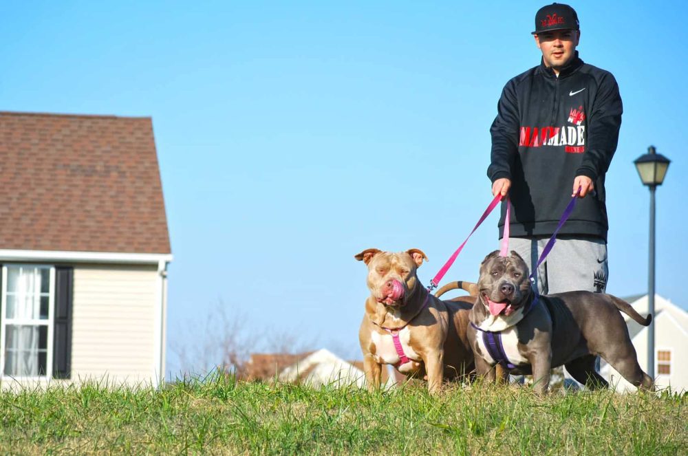 XXL PITBULL PUPPIES MANMADE'S ZOMBIE AND HER DAUGHTER BEYONCE