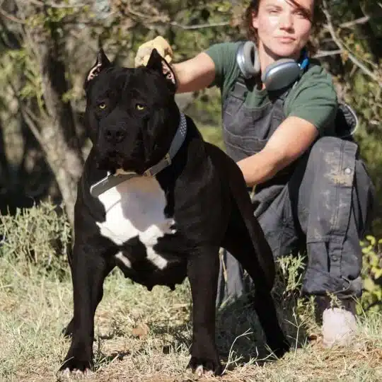 scary muscular black pitbull