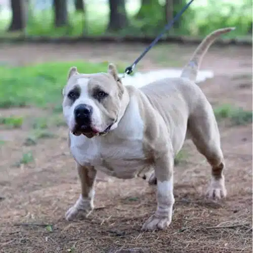 blue nose fawn pitbull for sale