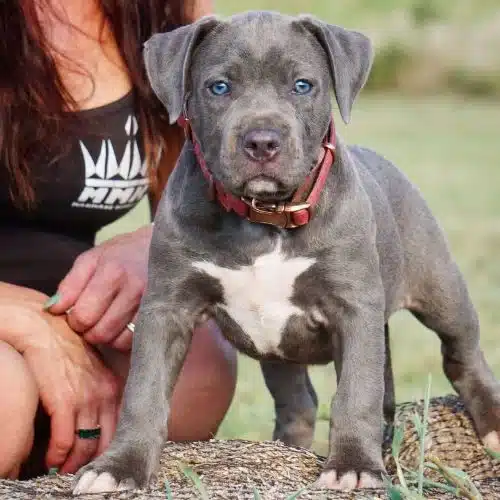 blue nose pitbull puppy for sale