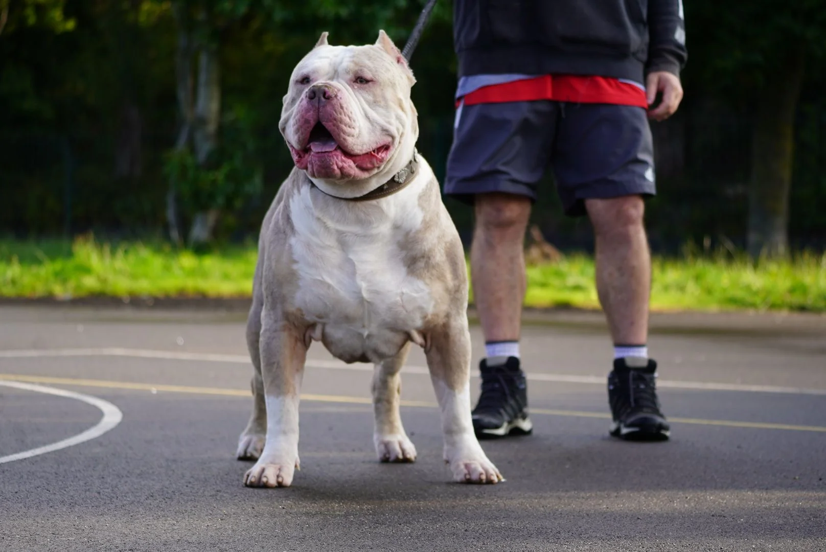 pitbull dog breeder