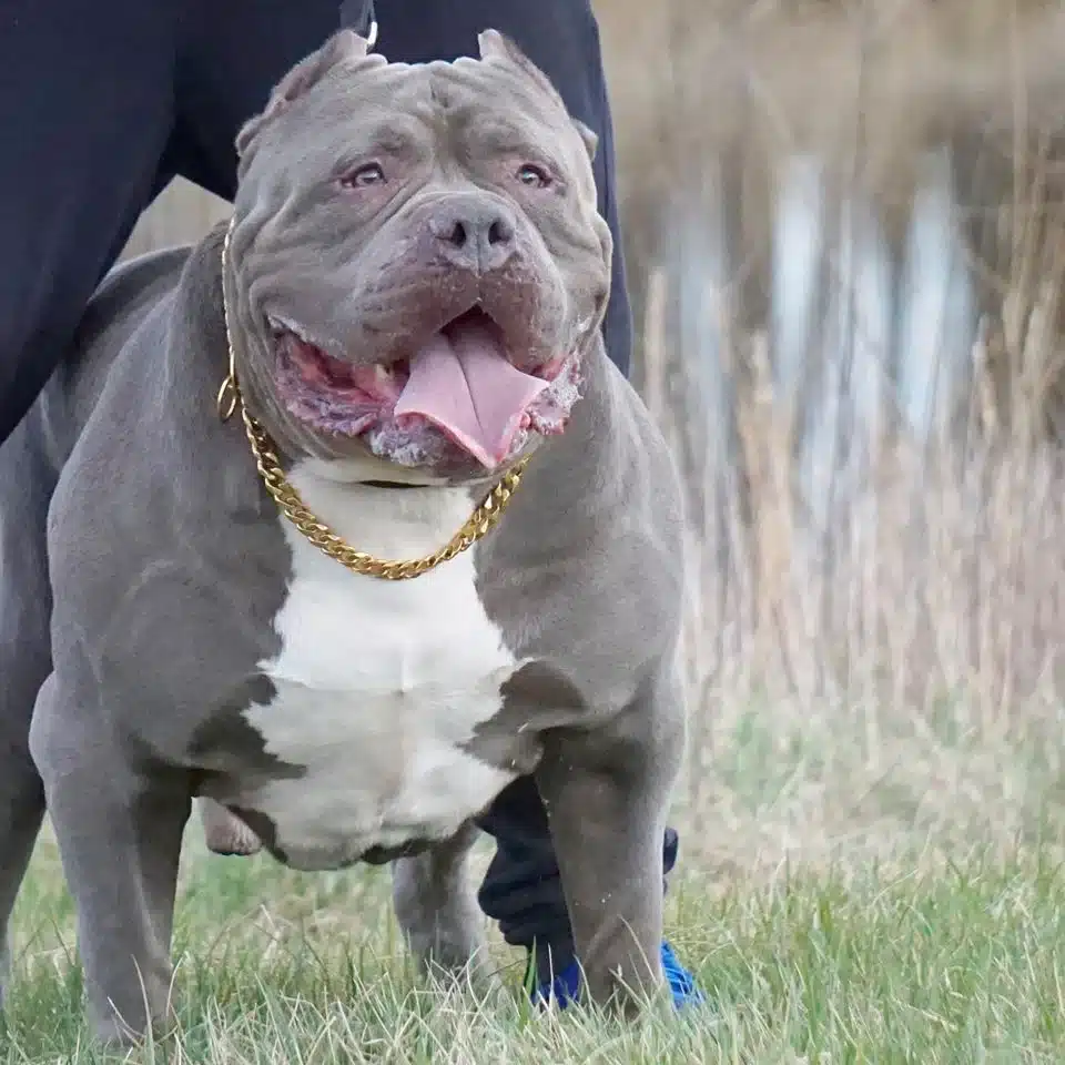 American bully breeders in Ohio