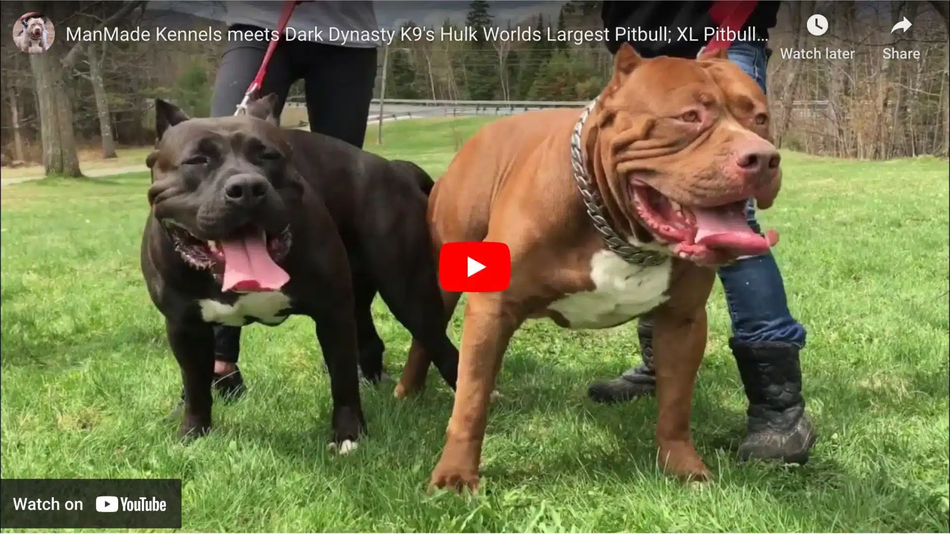 Worlds largest pitbull dog hulk video