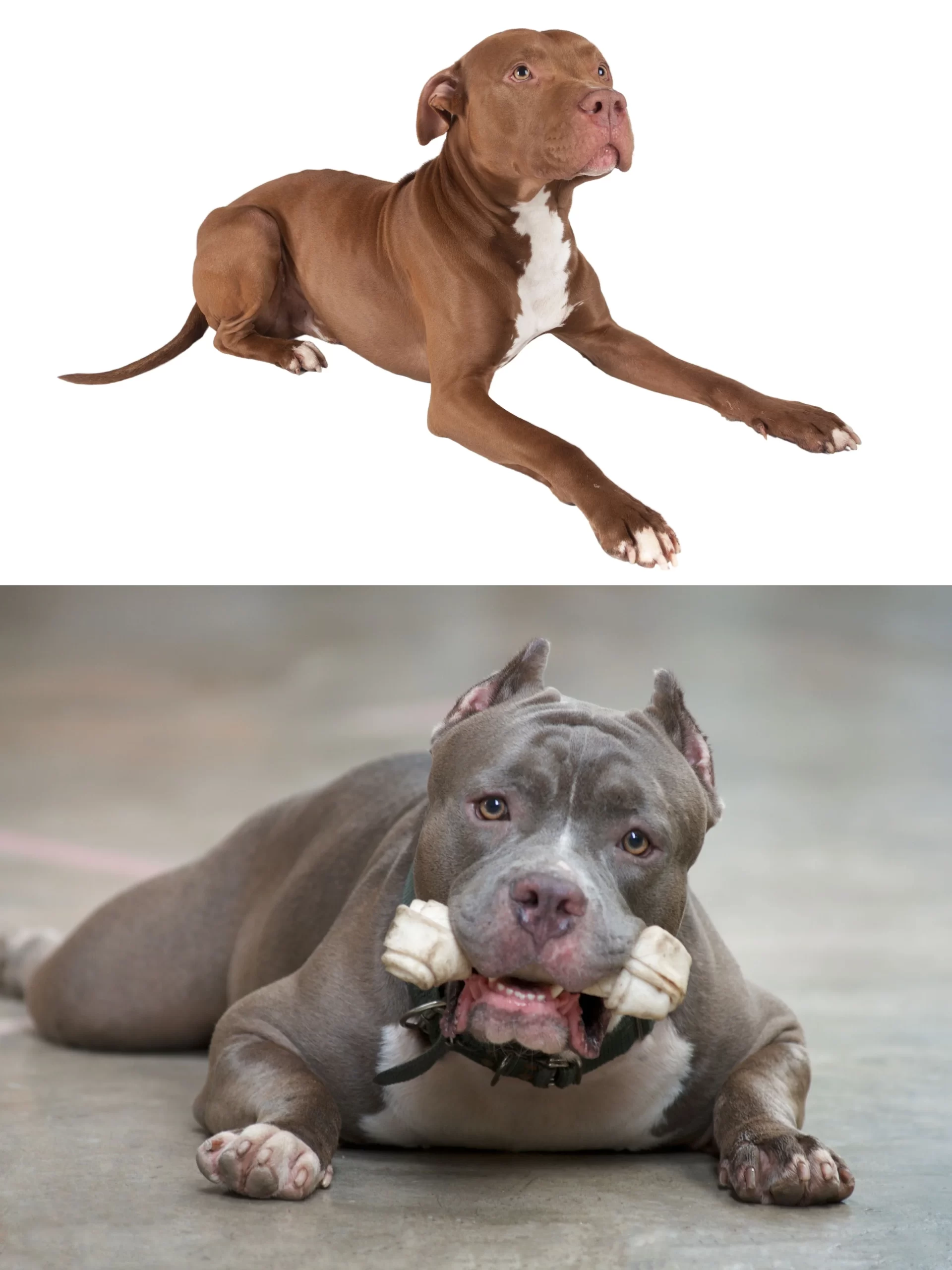 American Pitbull Terrier vs American Bully