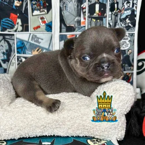 French bulldog puppies near me