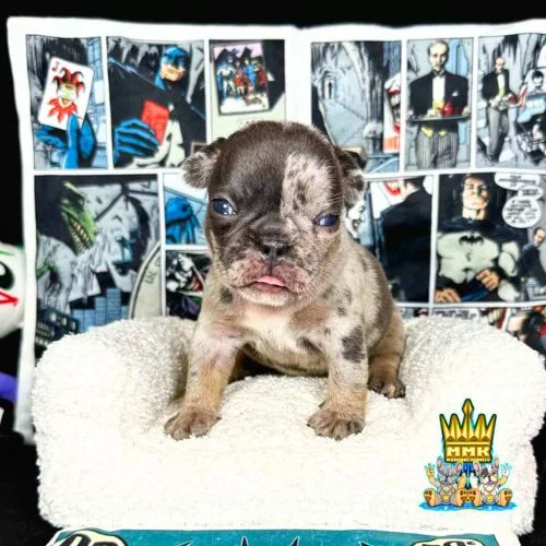 French bulldog puppies price