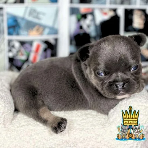 Gray french bulldog puppy