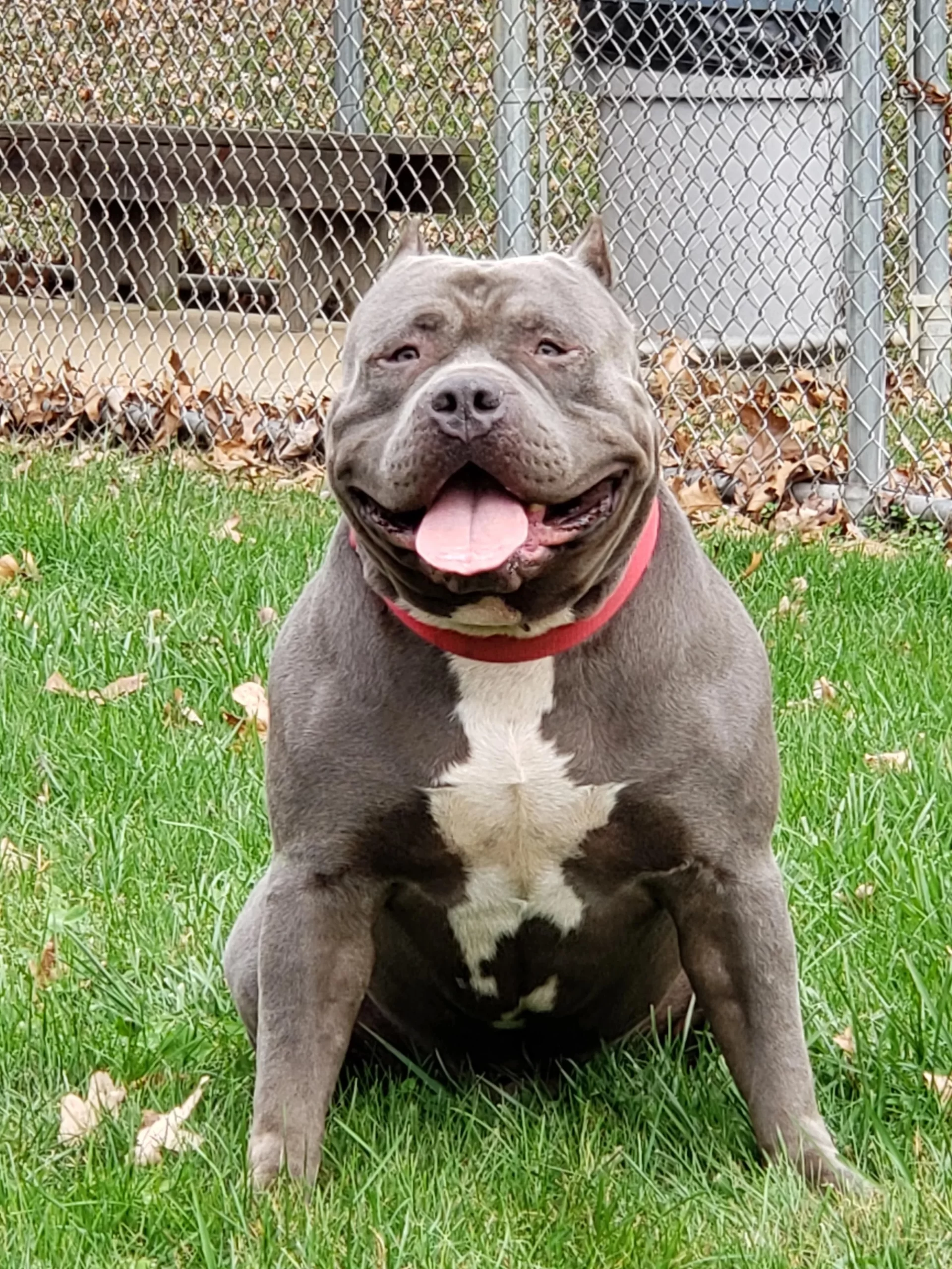 What does a pure pitbull look like