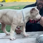 lilac pitbull puppy