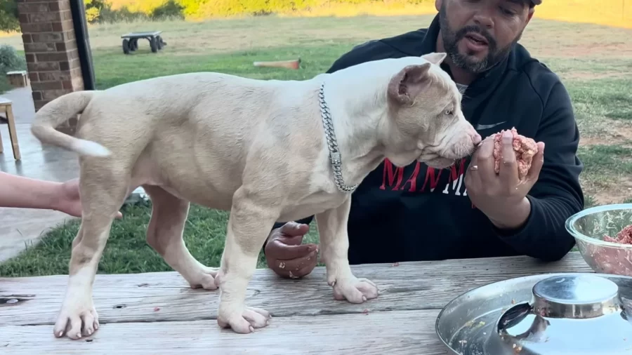 lilac pitbull puppy