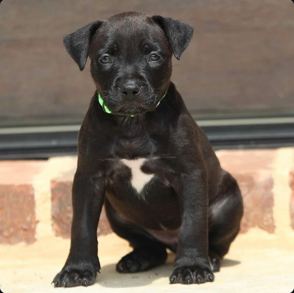 XL bully puppies