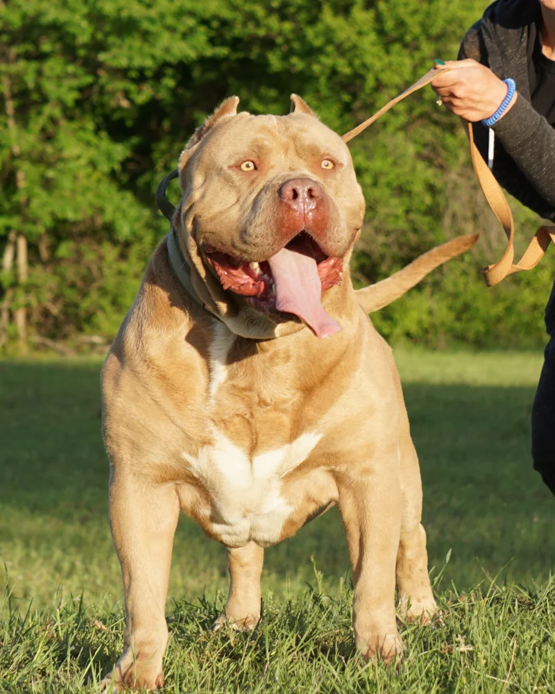 American Bully Dog Breed