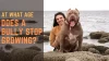 American Bully Growth: At What Age Does a Bully Stop Growing?