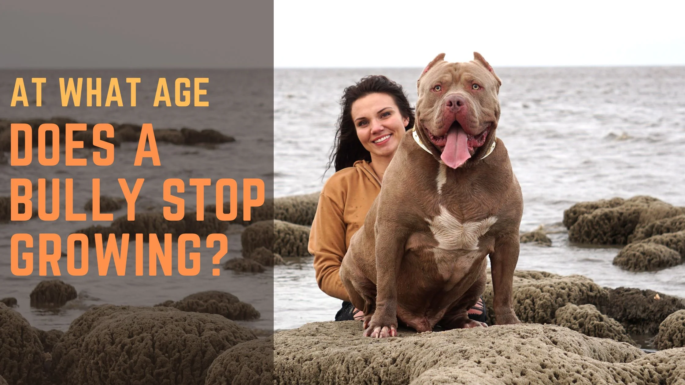 Featured image for “American Bully Growth: At What Age Does a Bully Stop Growing?”