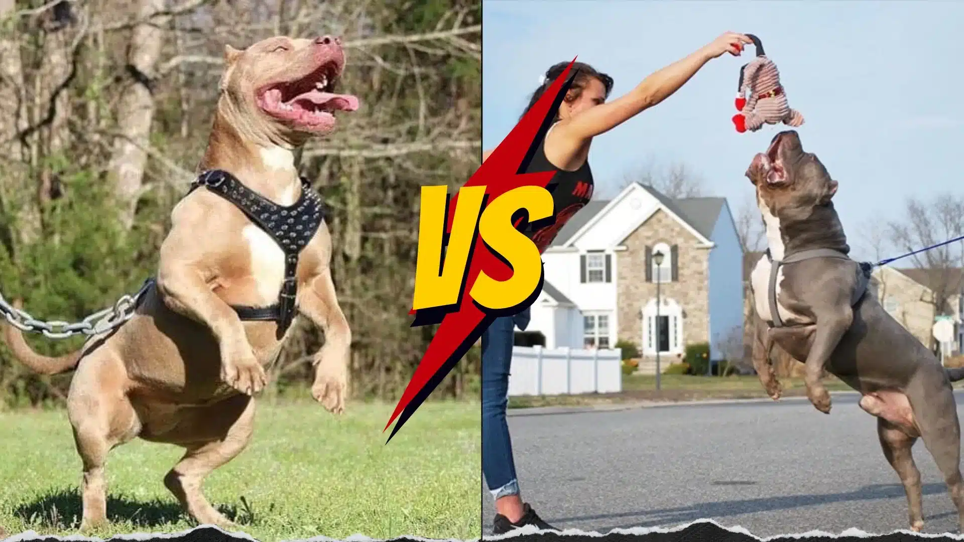 Featured image for “American Bully Training Tips for Beginners: Unleashing Your Bully’s True Potential.”