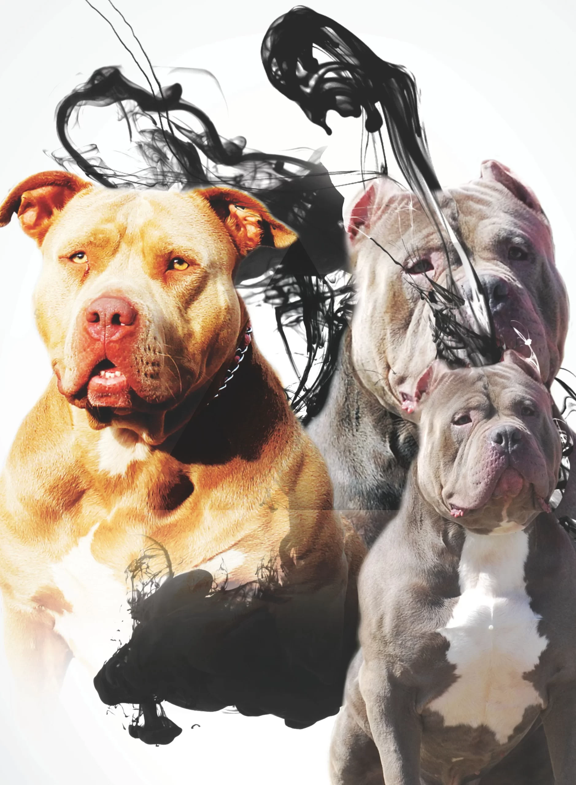 American bully breeders