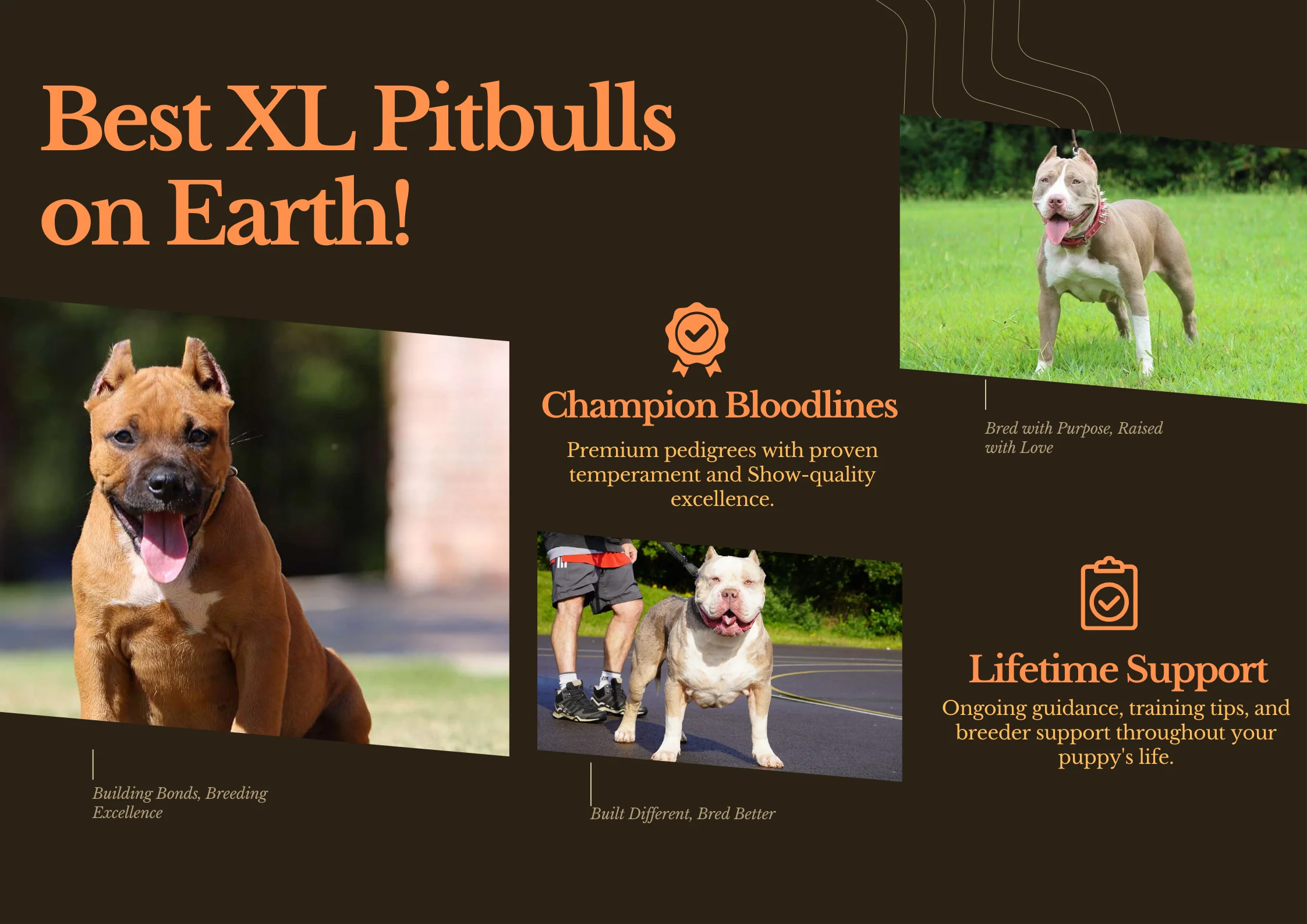 American bully dog breeders