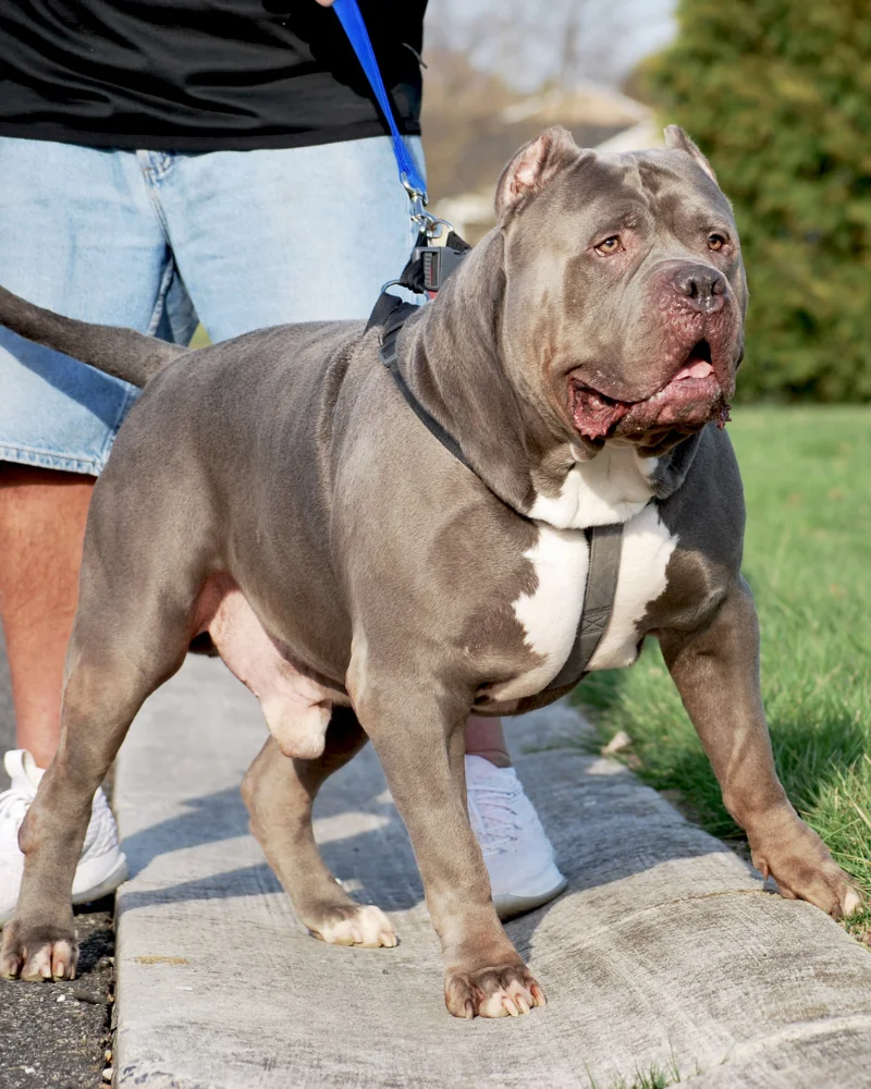 American bully xxl