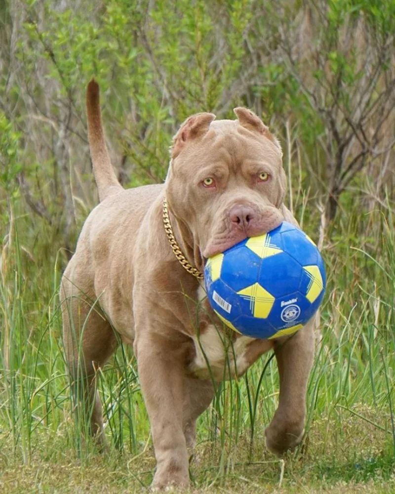 American pitbull bully