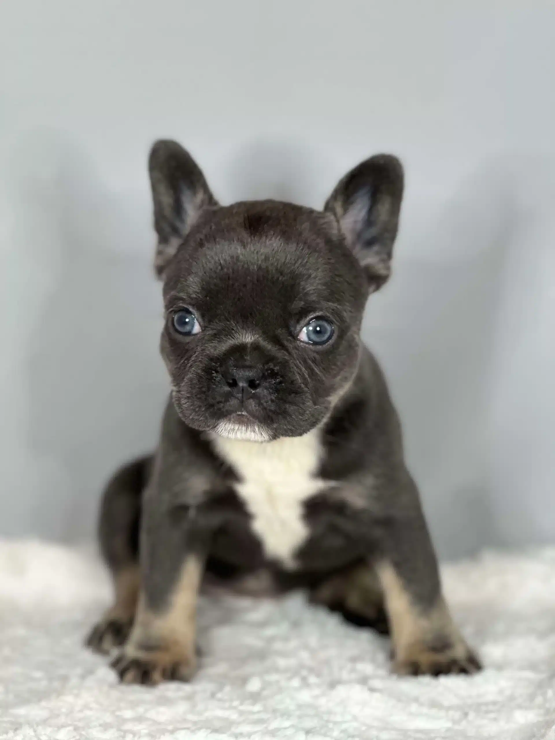 French bulldog for sale puppies