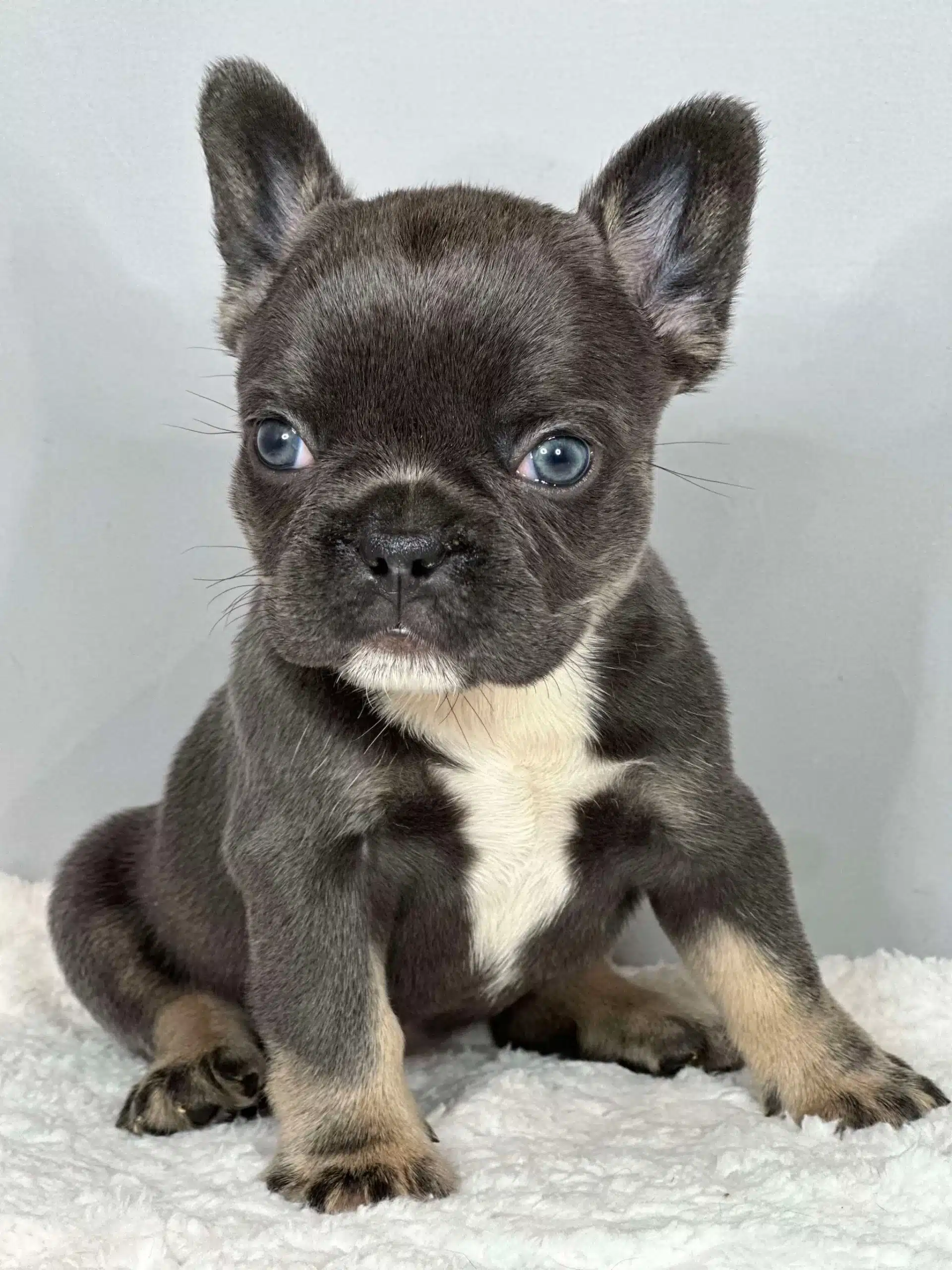 French bulldog puppies for sale