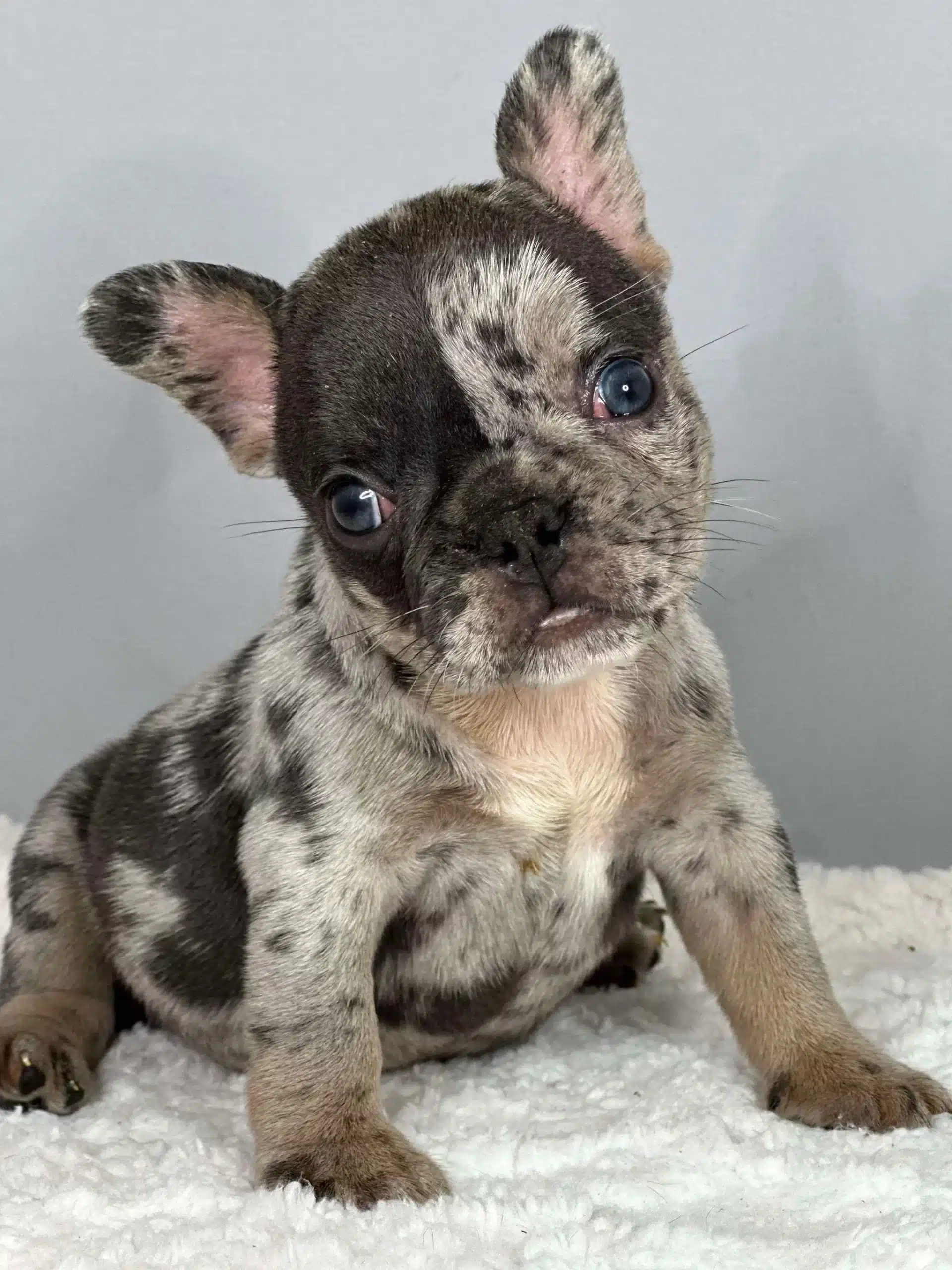 French bulldog puppies near me for sale