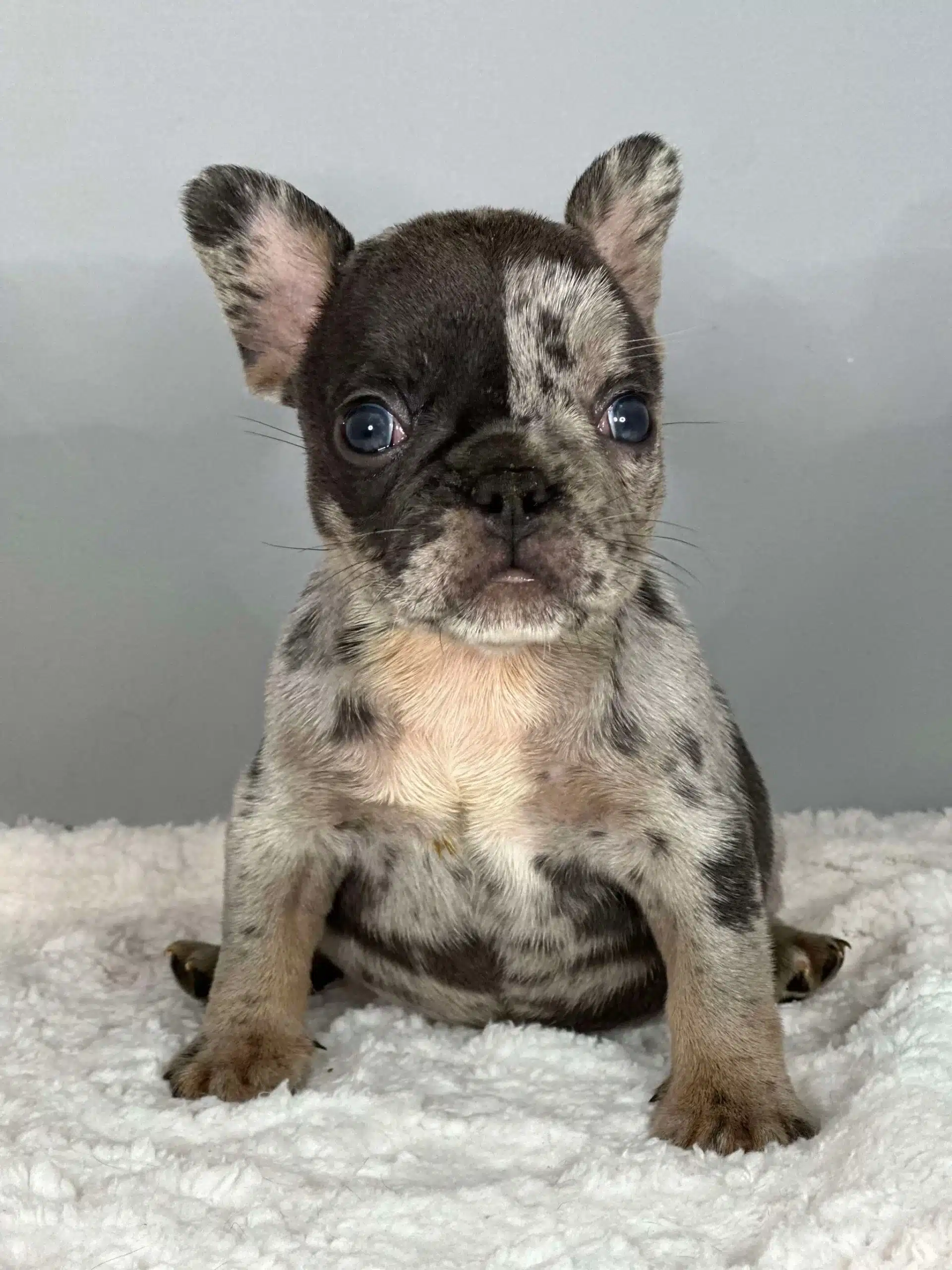 French bulldog puppy for sale near me