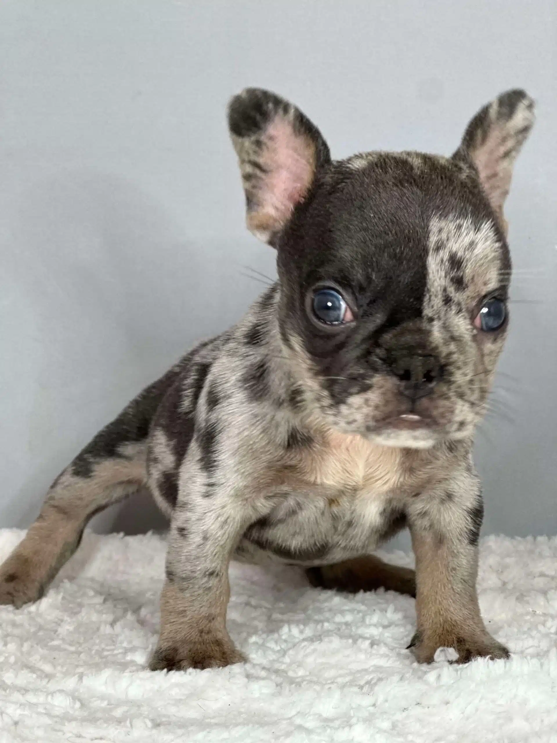 French bulldogs puppies for sale near me