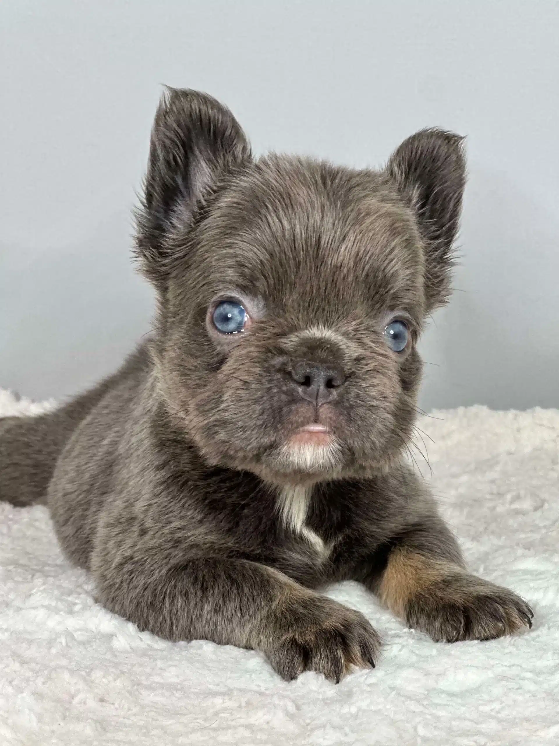 Frenchie puppies for sale