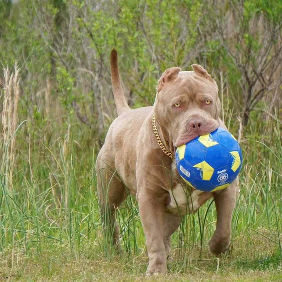 ManMade Kennels King Leonidus Jr