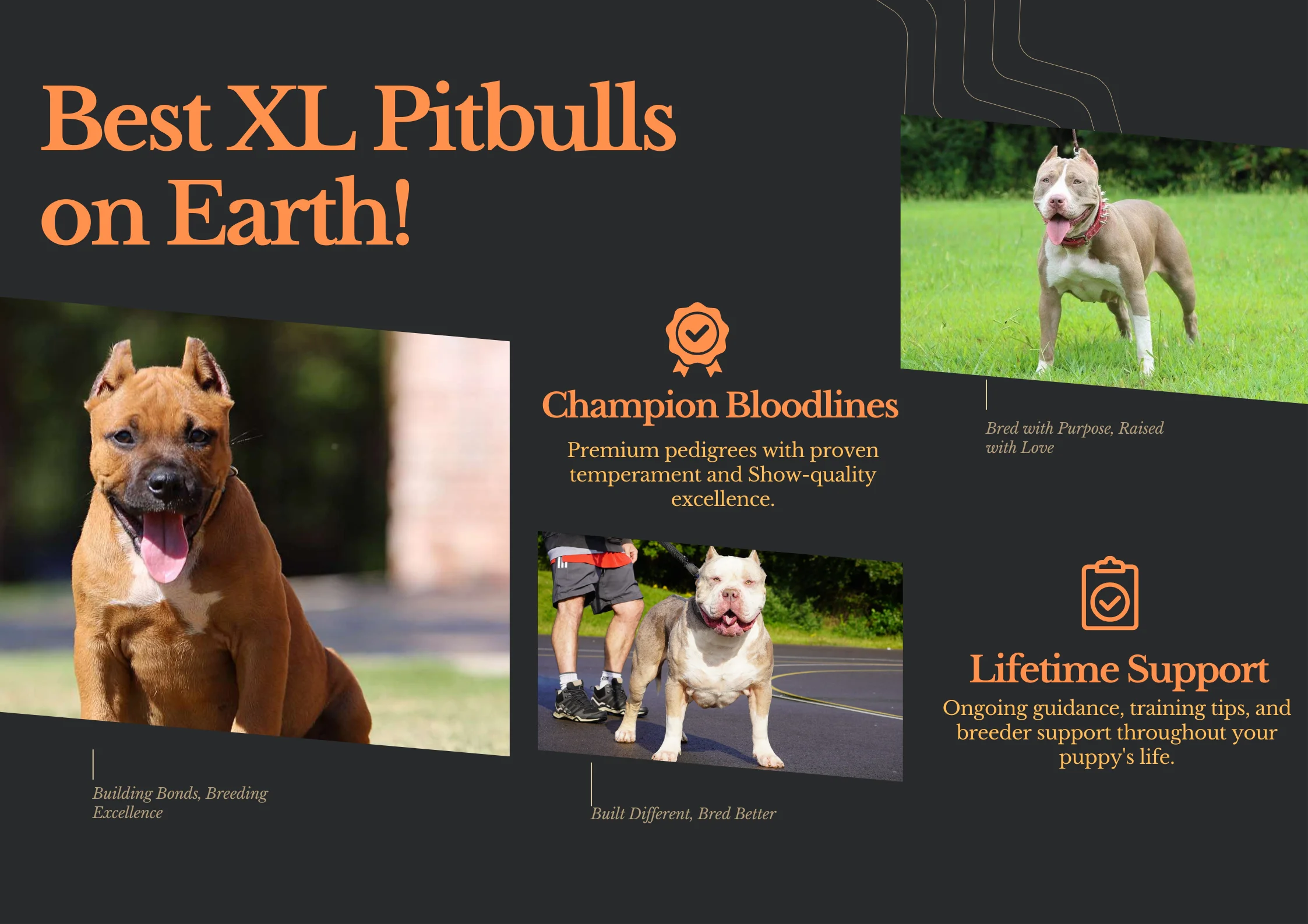 ManMAde Kennels Best XL Pitbull Breeders