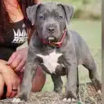 blue bully pitbull puppies