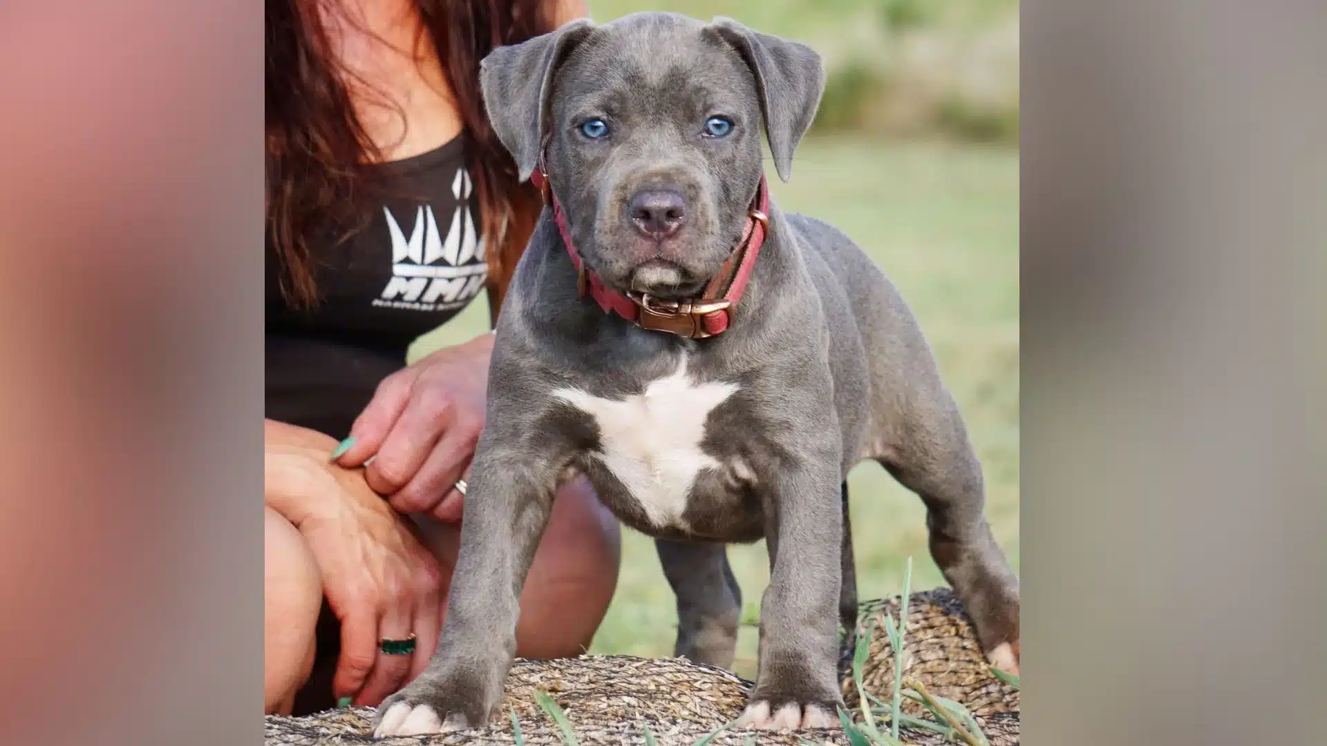 Featured image for “The Stunning Appeal of Blue Bully Pitbull Puppies: A Guide to the Perfect Furry Companion”