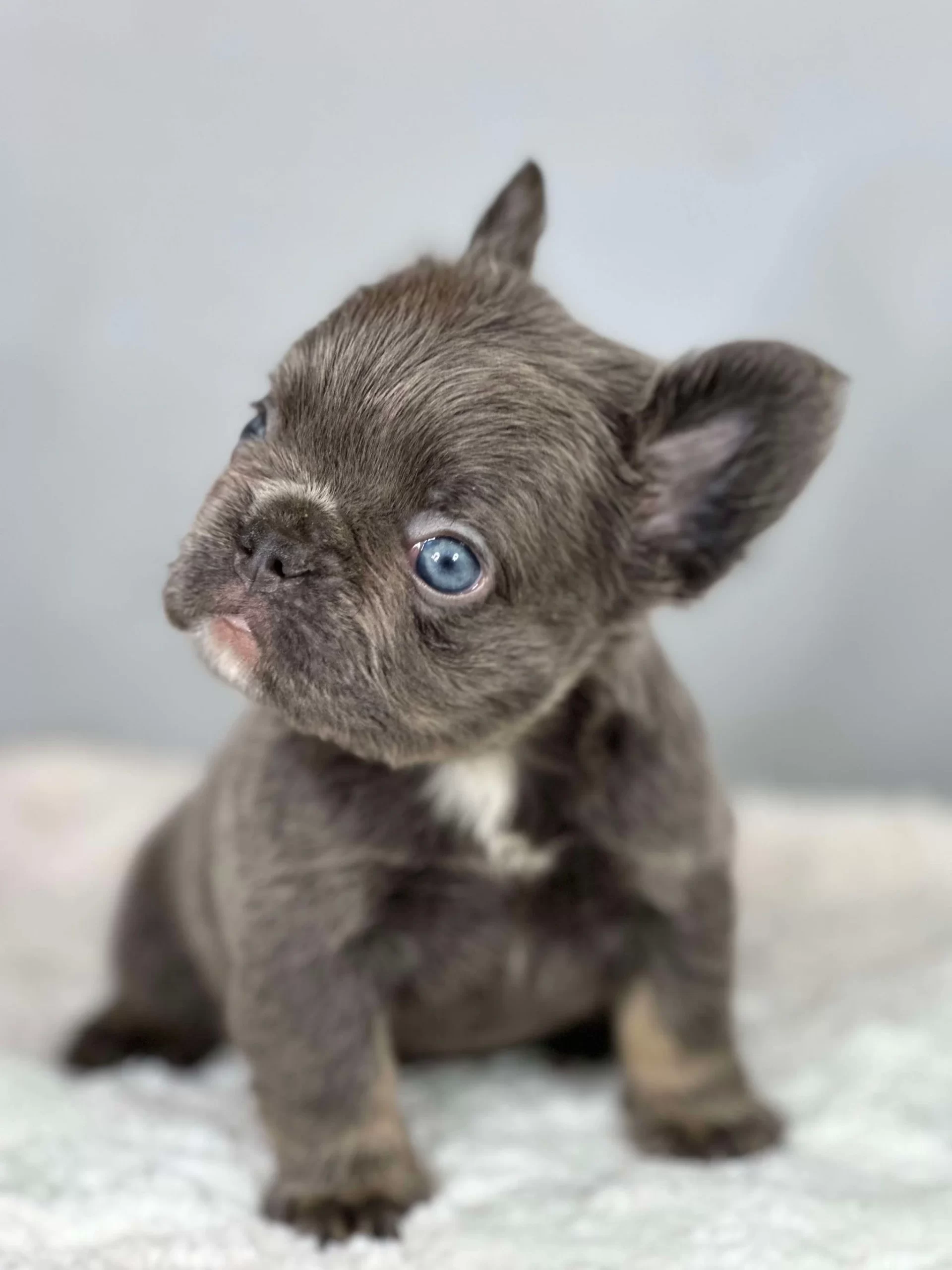 blue fawn french bulldog puppies for sale near me