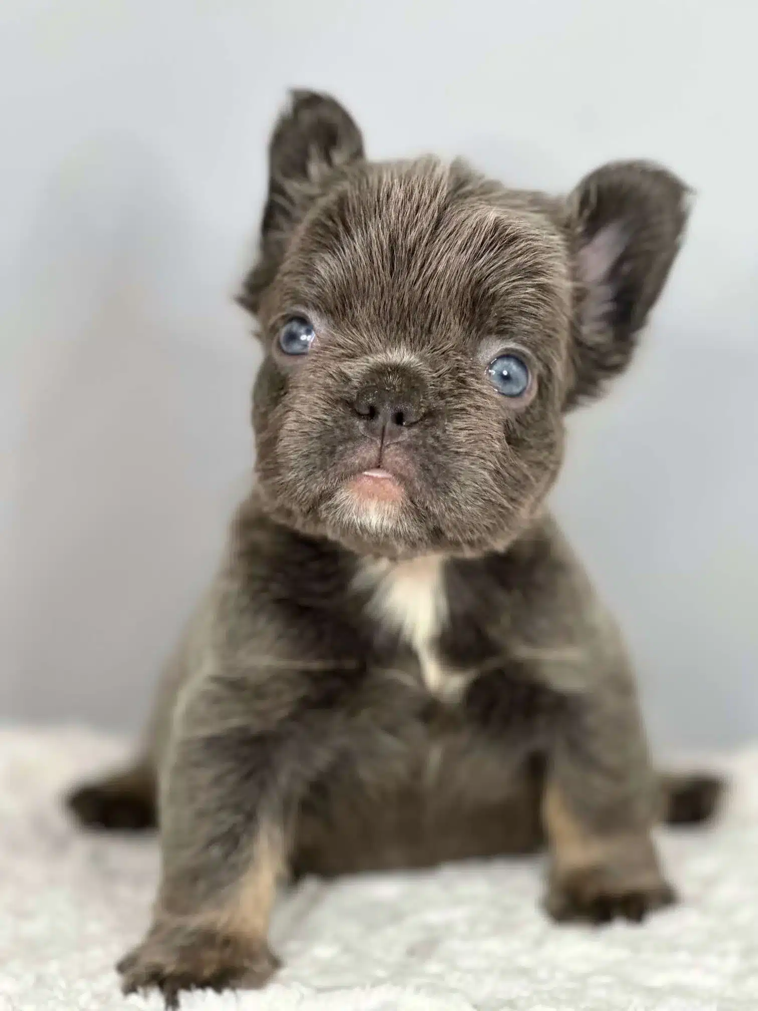 blue french bulldog puppies for sale