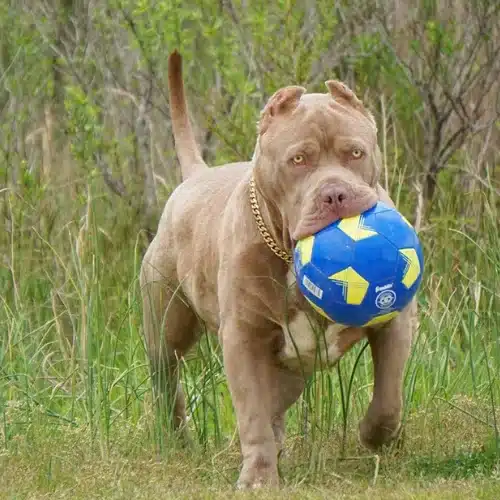 American bully dog