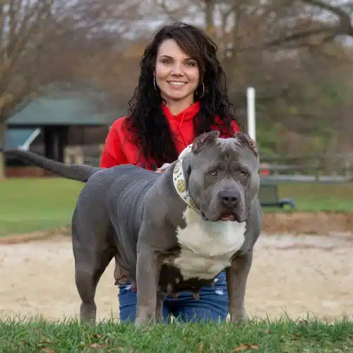 bluenose pitbulls