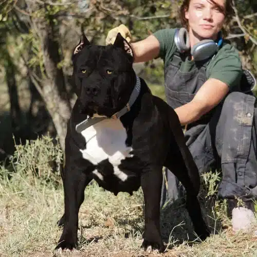 pitbull breeders Montana