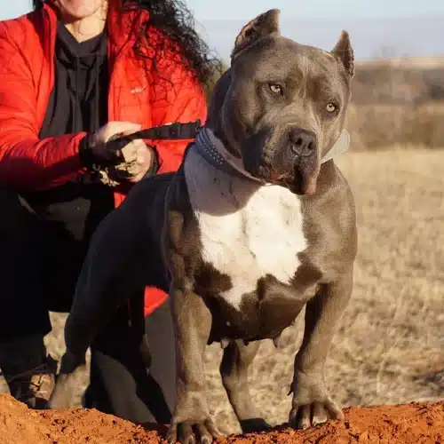 Pitbull Puppies for Sale in Montana