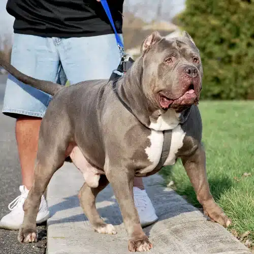 xxl pitbull breeder