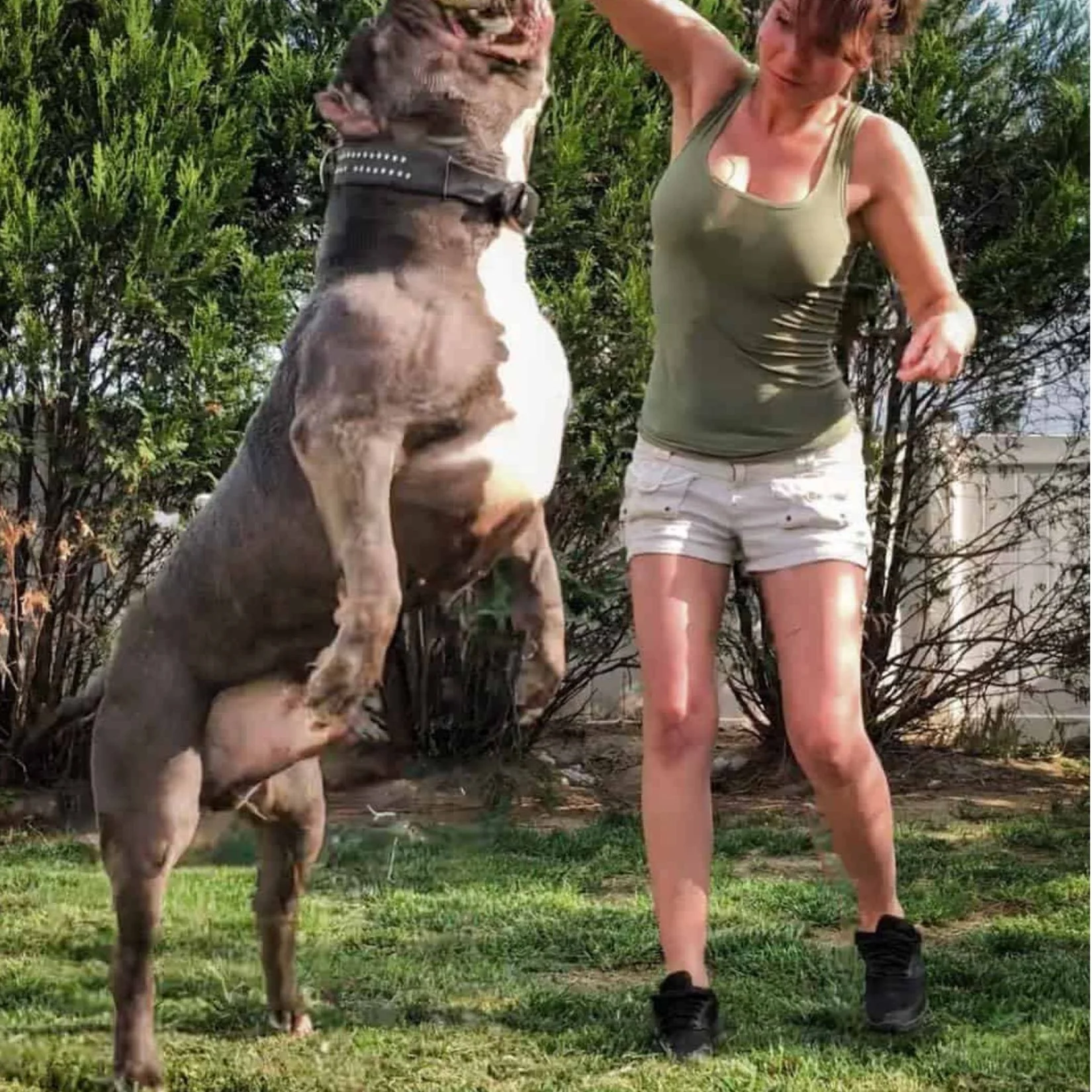 American bully breeders