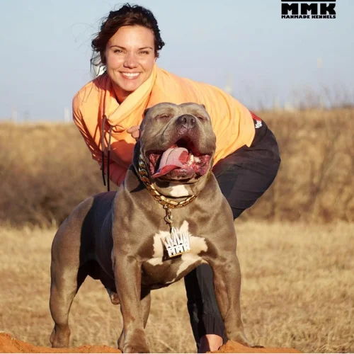 pitbull breeders in Texas