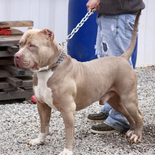 Pitbull puppies for sale in Columbus, Ohio