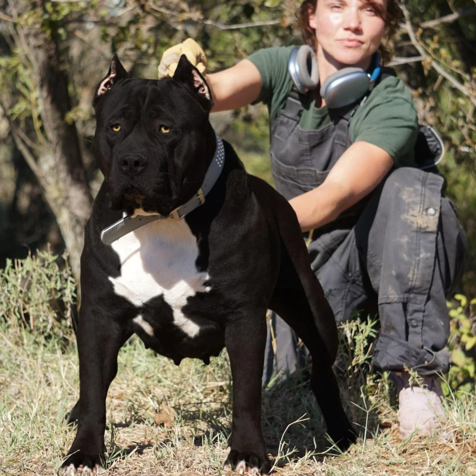 ManMade Kennels pitbull breeders