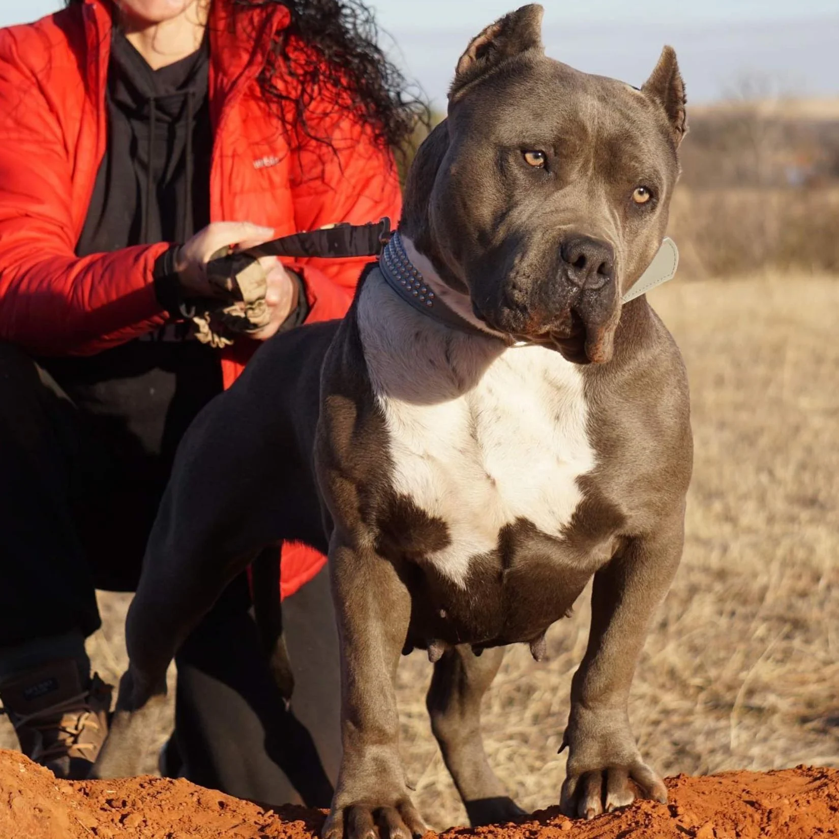 Purebred Pitbull puppies for sale in Ohio